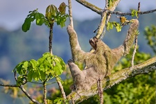 Paresseux qui profite de la vue
