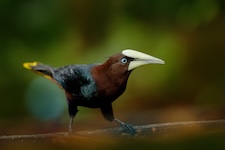 oropendola tete de chataignier Psarocolius wagleri a turrialba