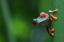 Grenouilles aux yeux rouges gros plan vue de face
