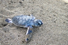 Bebe tortue naissance à Tortuguero