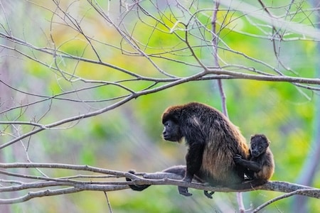 Singes hurleurs et son bébé