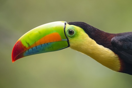 TOucan a caréne arc en ciel