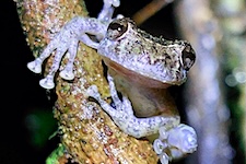 Grenouille amphibien caño negro