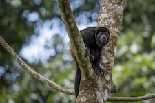 Singe hurleur vue de face 
