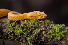 VIpère de schlegel sur une branche moussue au parc national Tenorio