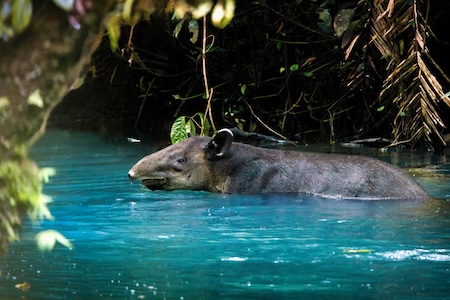 tapir qui se baigne dans le Rio Celeste au Tenorio au Costa Rica