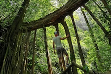 Racine geante d'un ficus a Monteverde