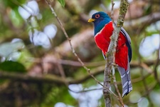 Trogon clathratus ou trogon échelette
