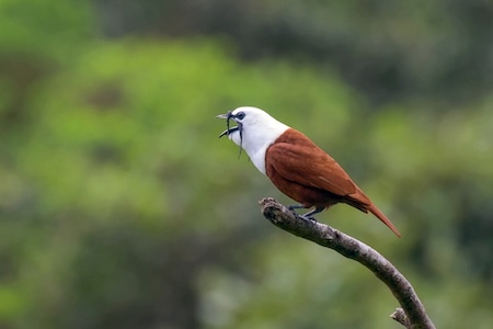 Faune ornithologique Araponga blanc a Monteverde - Oiseau cloche