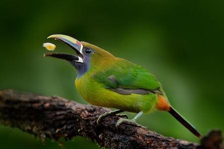 Toucanet à gorge bleue - Aulacorhynchus caeruleogularis