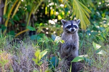 Raton laveur debout sur ses pattes arrières
