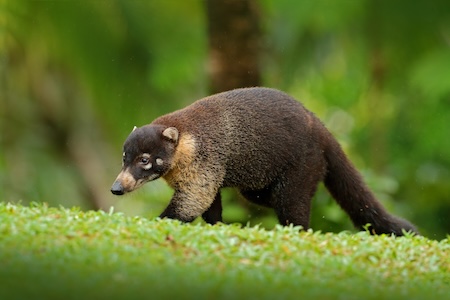 Coati en promenade