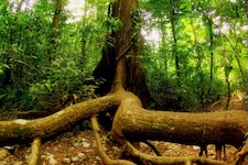 Racine gigantesque parc Cabo Blanco