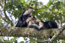 Famille de singes capucins jouant sur une branche