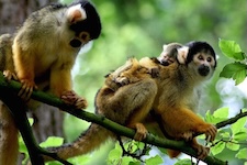 Singes Capucins en famille a Tarcoles