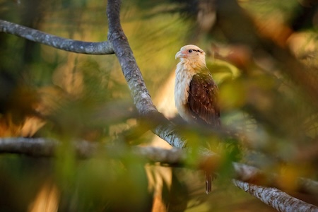 Oiseau Caracara a tete jaune au parc Carara