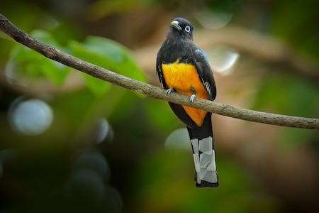 Oiseau Trogon melanocephalus au parc Carara