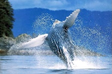 Saut majestueux d'une baleine a bosse a Uvita
