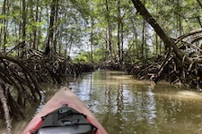kayak dans la mangrove de Sierpe