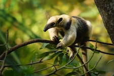 Fourmilier dans la jungle près d'Uvita