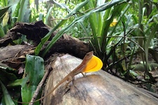 Anole dans la jungle du golfo dulce au costa Rica