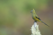 Oiseau Ptilogon à longue queue Ptiliogonys caudatus