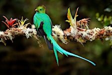 Quetzal sur une branche vue de dos et sa longue queue turquoise