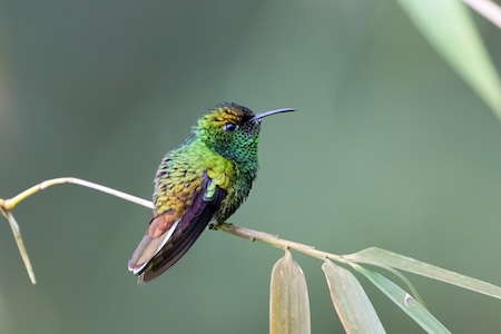 Microchera cupreiceps colibri endémique de Dota