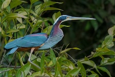 Heron Agami Pacuare Reserve