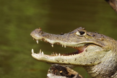 Caiman Pacuare Rserve au Costa Rica