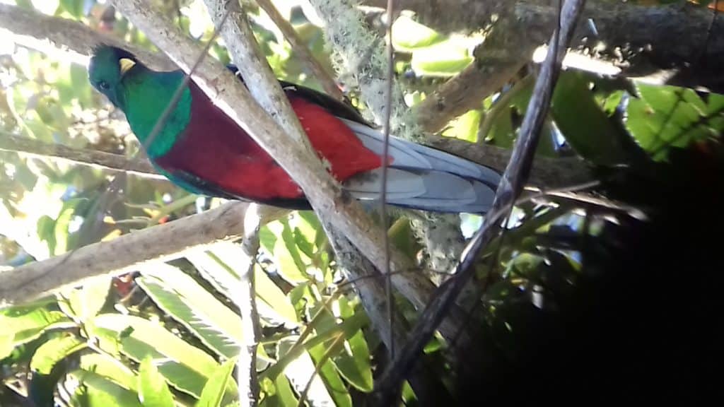 Quetzal