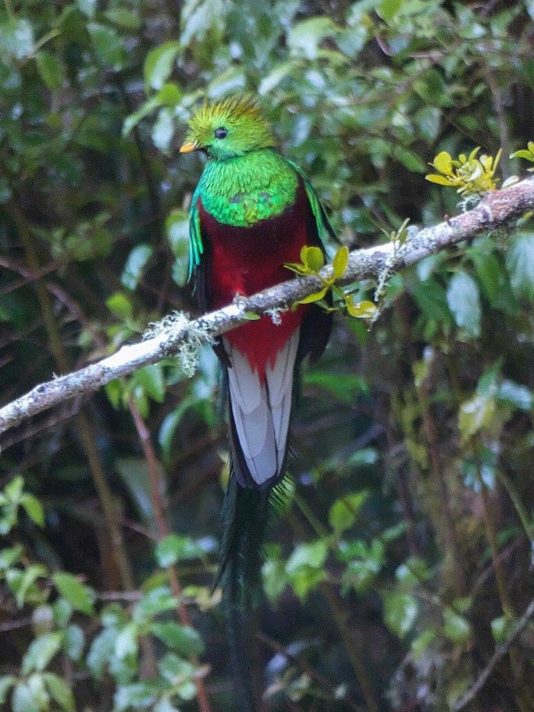 Quetzal