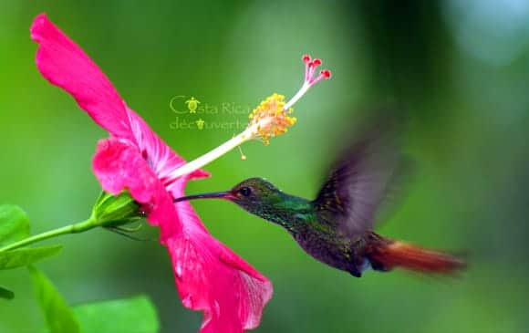 2510 colibri symbole sexuel