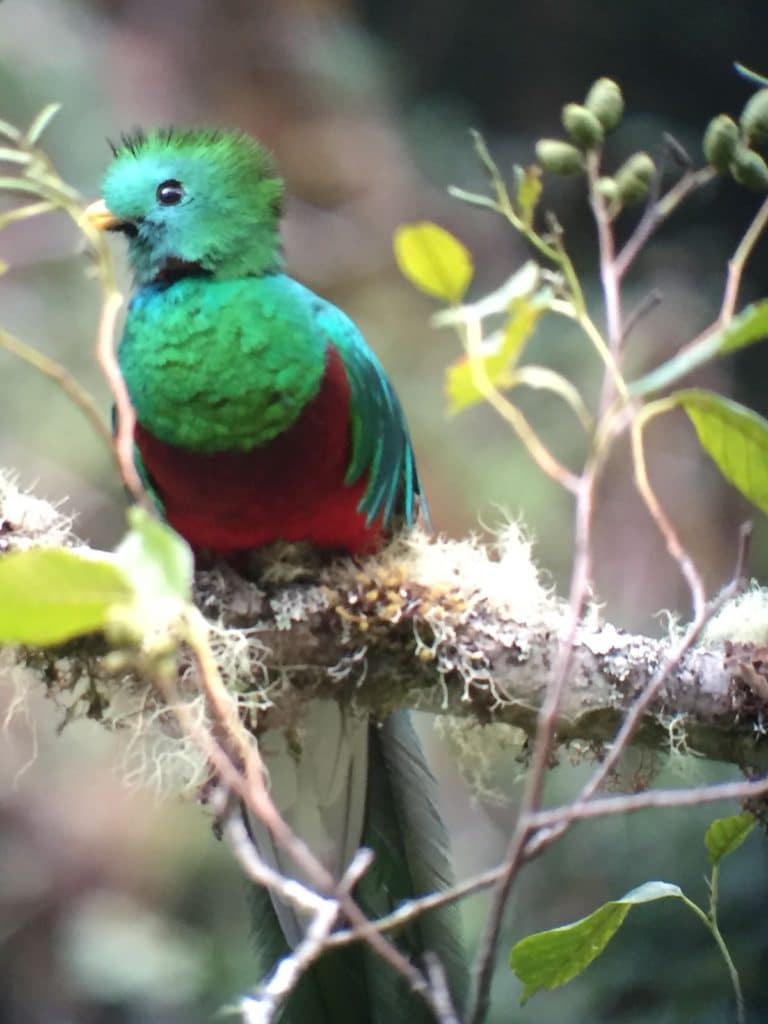 Quetzal