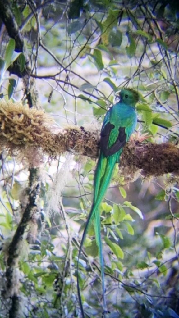 COSTA QUETZAL (3)