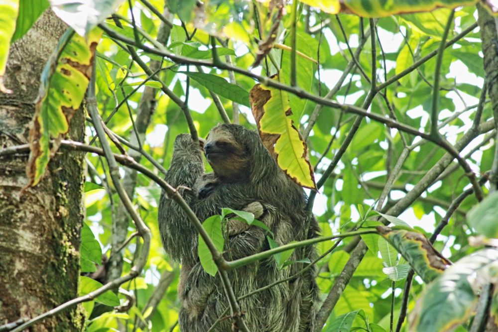 Paresseux à trois doigts au Costa Rica