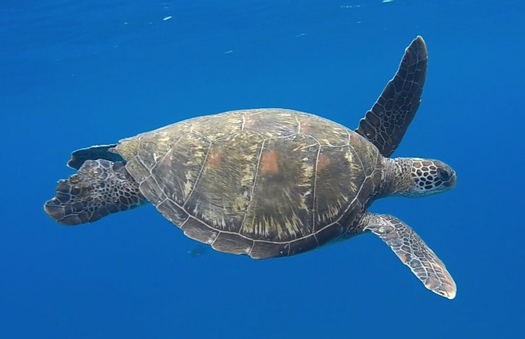 Snorkeliing Cano tortue