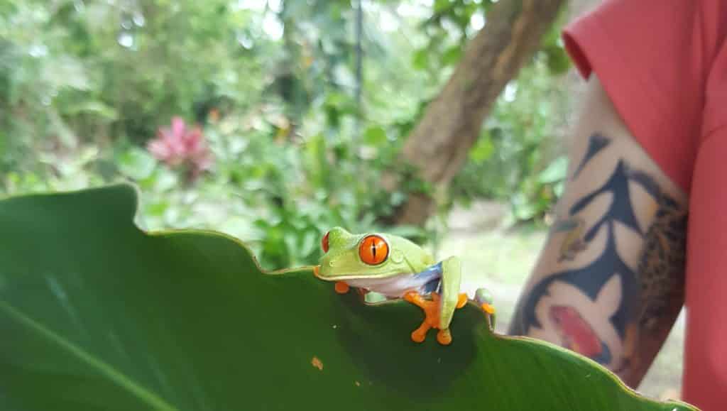 Agalychnis callidryas