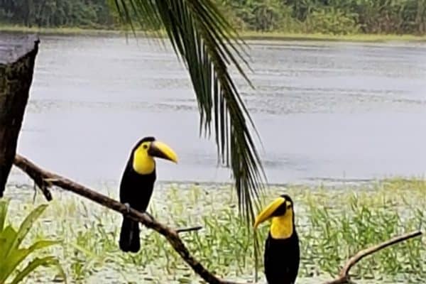 Couple de Toucans