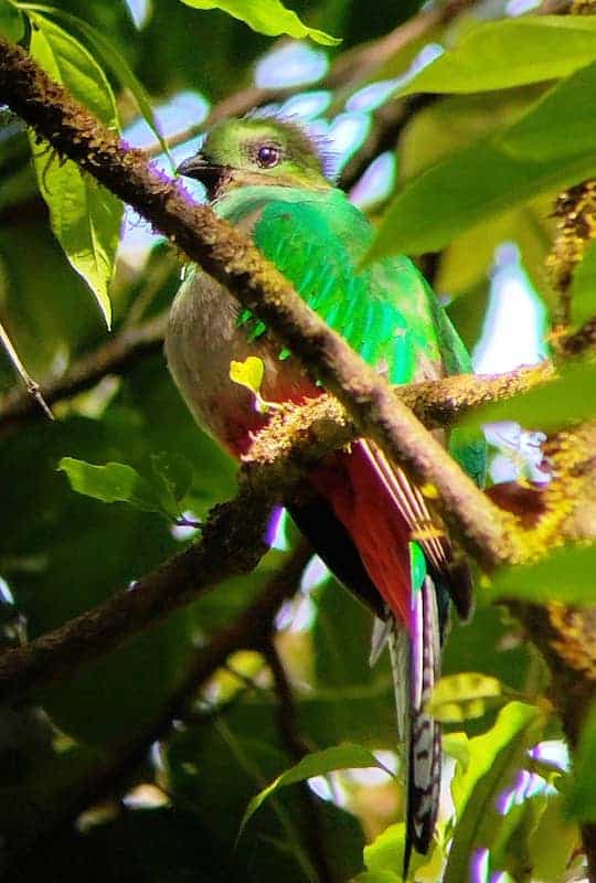 Femelle Quetzal