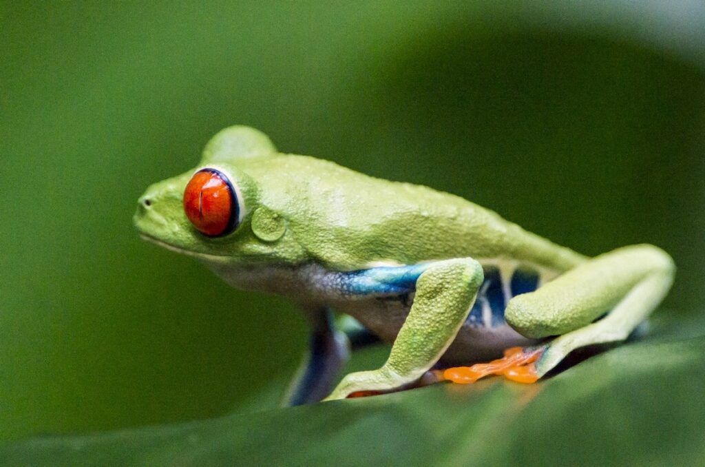 Grenouille aux yeux rouges