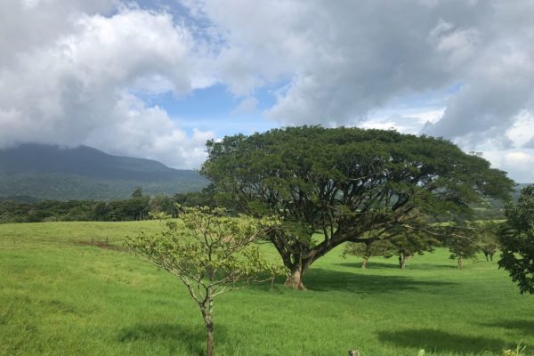 Guanacaste, arbre emblématique