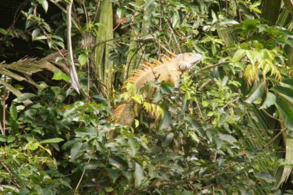 Iguane vert