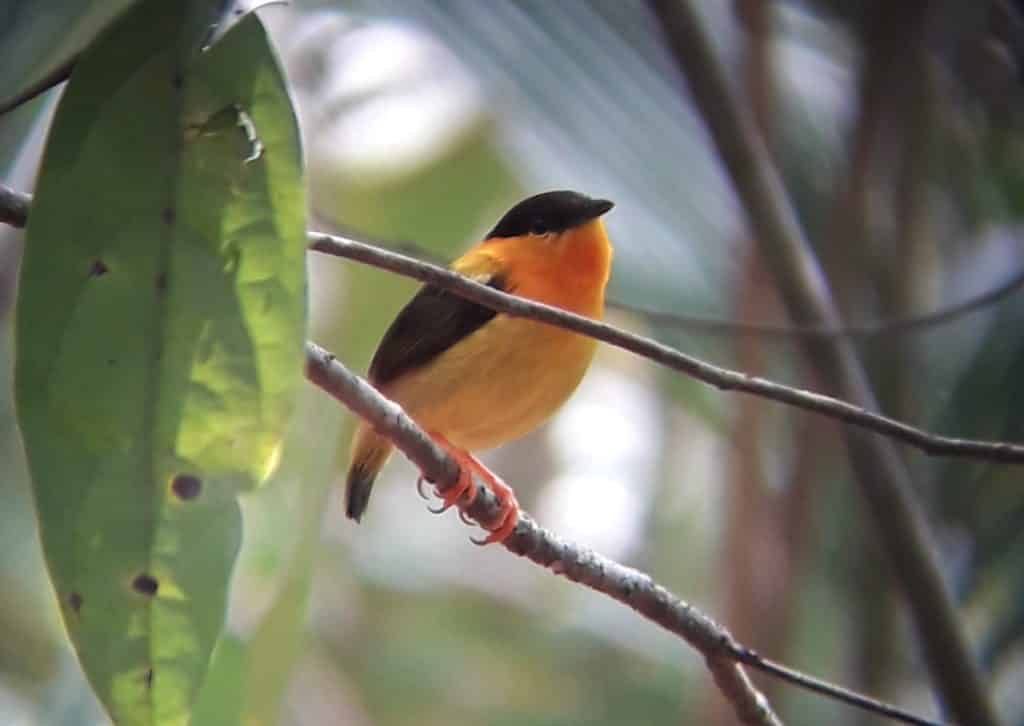 Manakin à col orange - Manacus aurantiacus