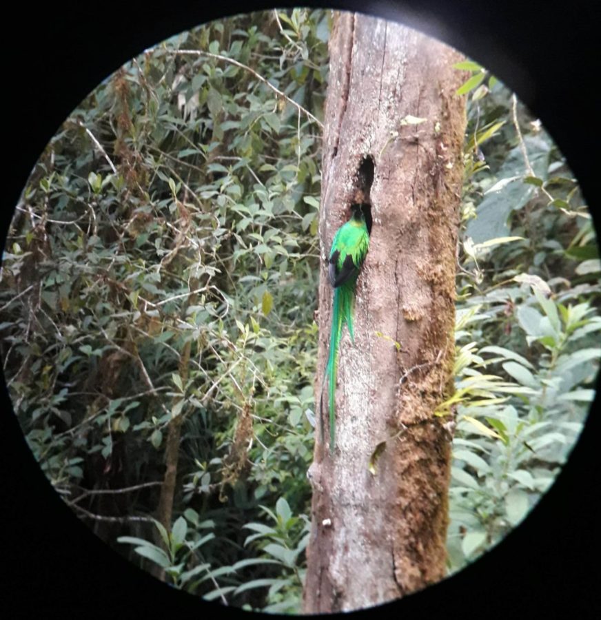 Quetzal, oiseau sacré des Mayas