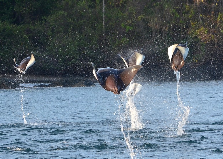 raies manta costa rica decouverte