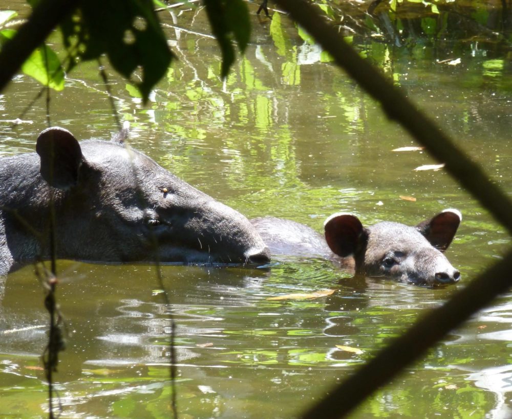 Tapir et son bébé