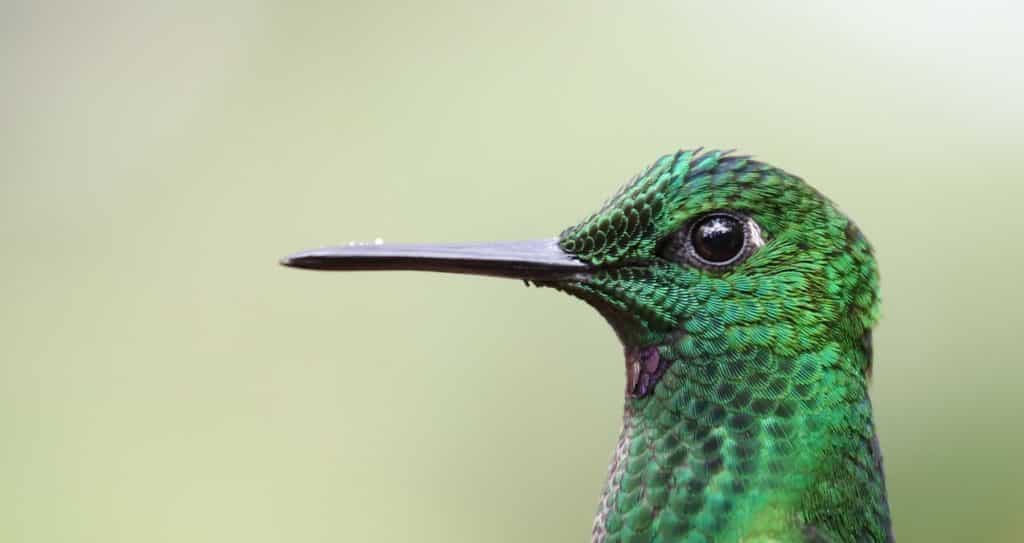 Tête de Colibri