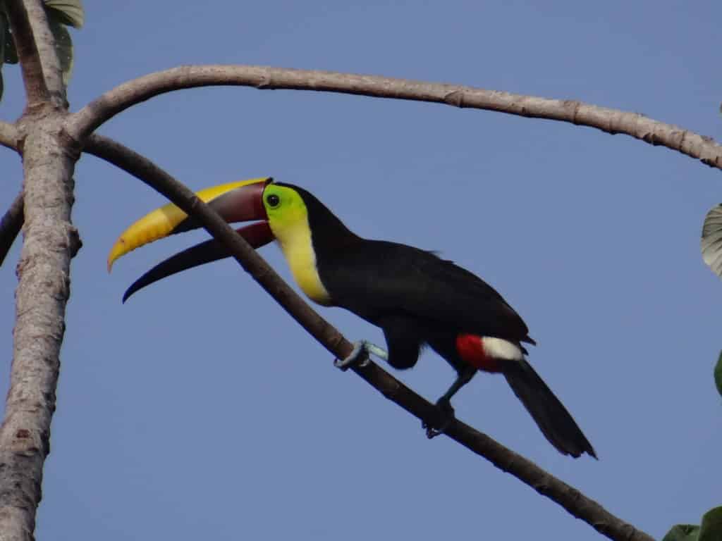 toucan de swainson