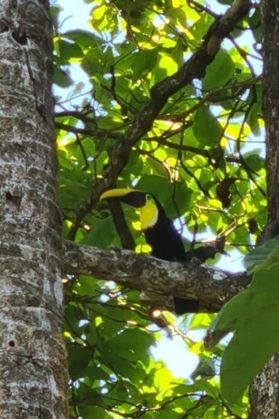 Toucan de Swainson